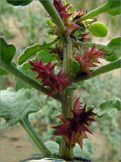 sm 286 Beach Bur Sage.jpg - Beach Bur Sage (Ambrosia chamissonis): An aptly named native with these bur like seeds.